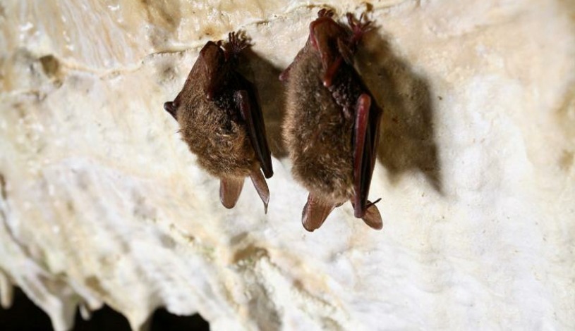 Hotel CROCUS **** Vysoké Tatry